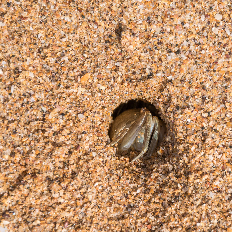 India 2014 - Goa 068.jpg